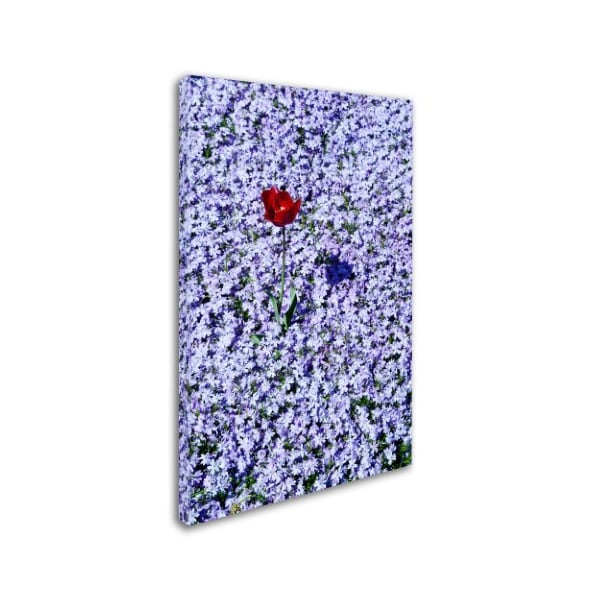 Kurt Shaffer 'One Red Tulip' Canvas Art,12x19